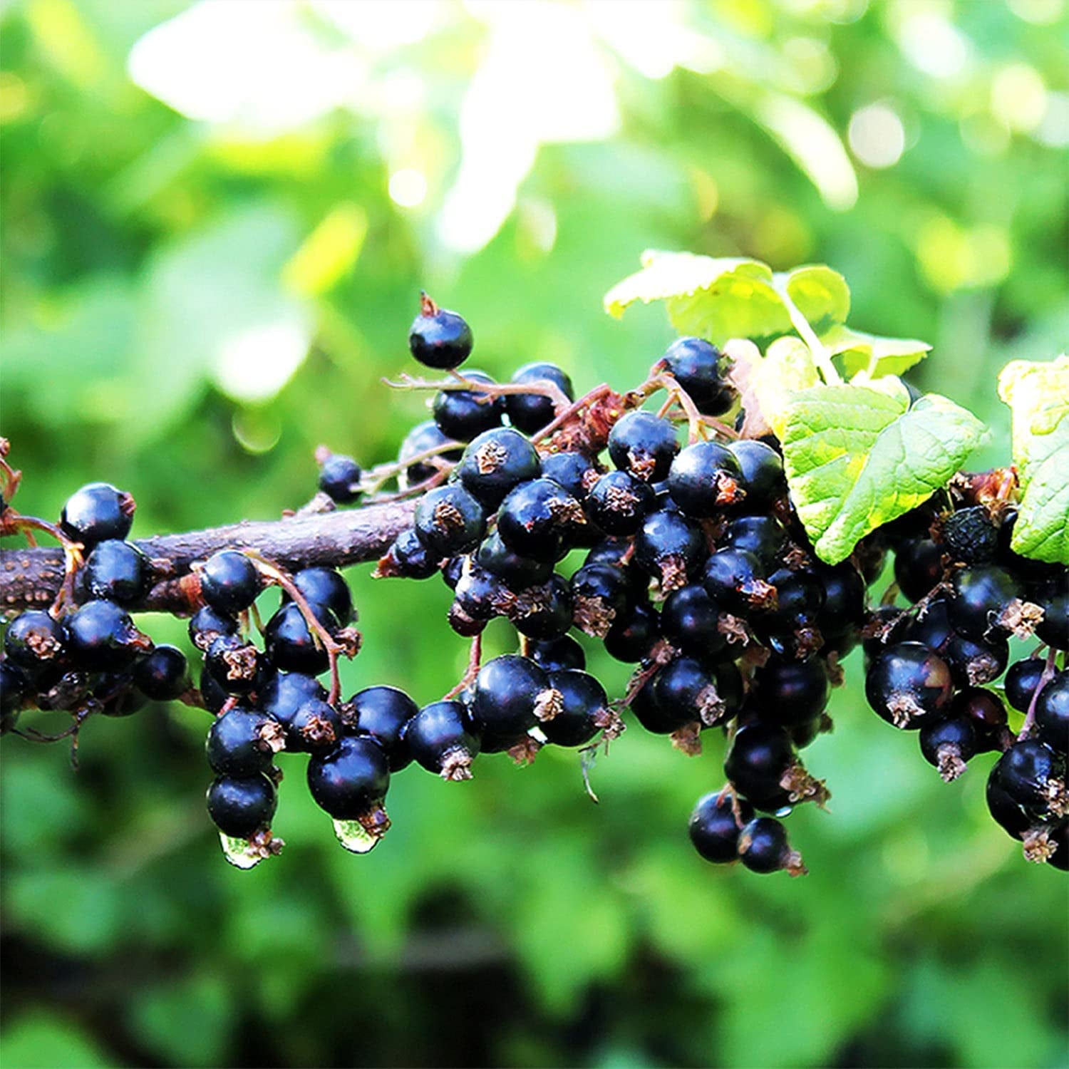 NZ Organic Blackcurrant Powder 450G (Loose Powder) Vitamin C Antioxidants Ideal for Smoothies & Training Plans